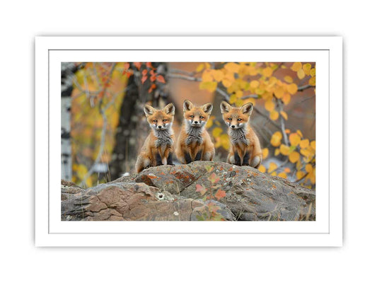 Three Red Fox Framed Print