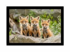Red Fox  Framed Print