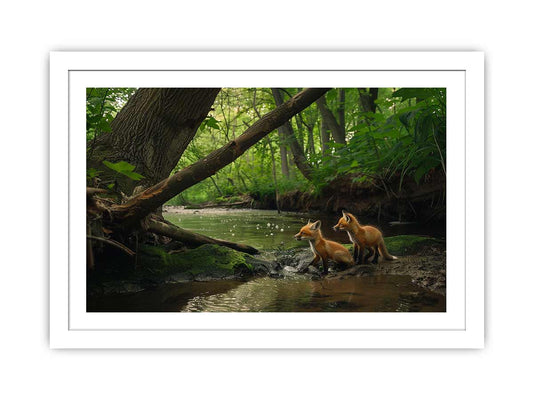 Red fox in Jungle  Framed Print