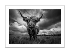 Highland cow print