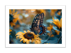 Sunflower Butterfly Framed Print