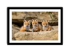 Three Red Fox Kits