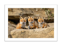 Three Red Fox Kits