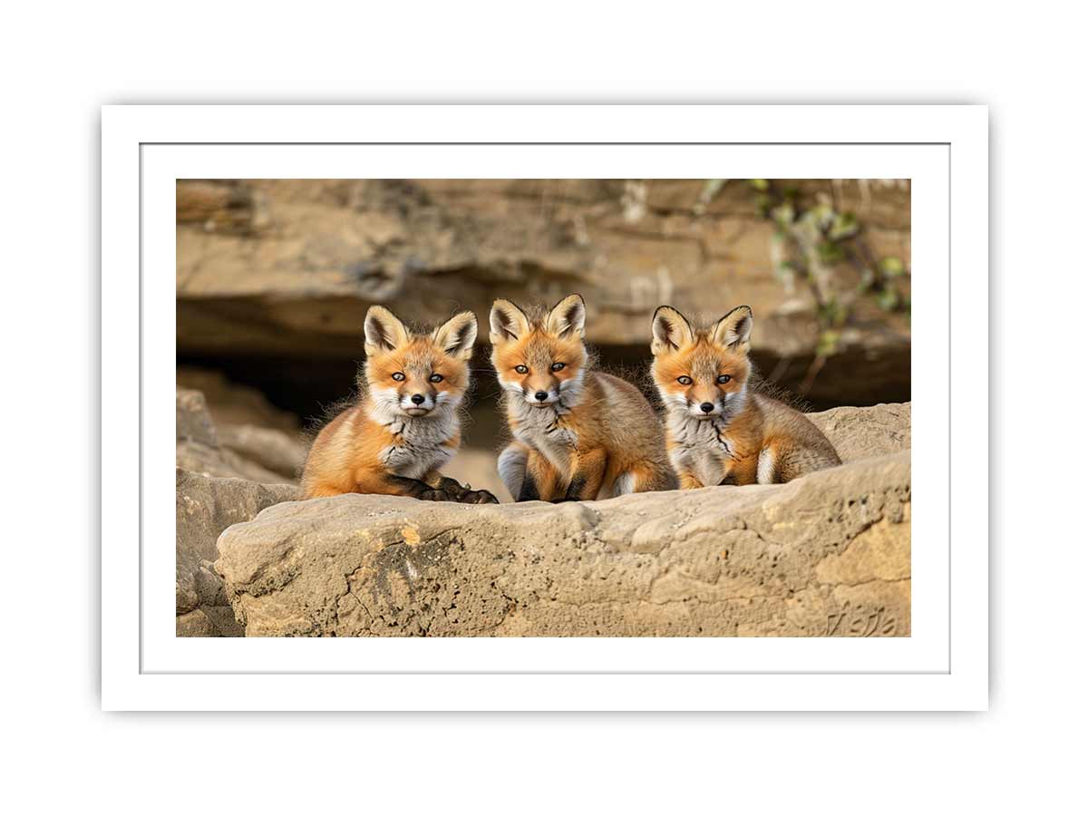 Three Red Fox Kits