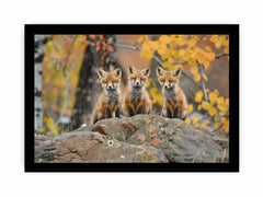 Three Red Fox Framed Print