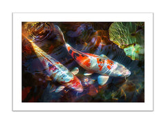 Koi Fish Framed Print