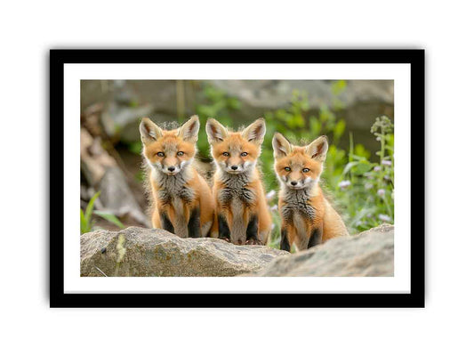 Red Fox  Framed Print