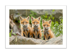 Red Fox  Framed Print