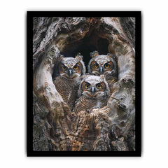 baby owls Framed Print