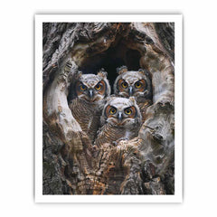 baby owls Framed Print