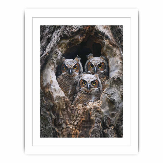 baby owls Framed Print