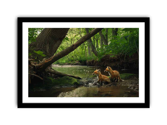Red fox in Jungle  Framed Print