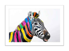 Colorful Zebra