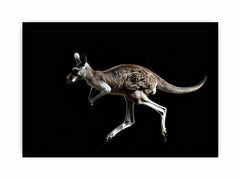 Kangaroo