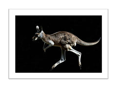 Kangaroo
